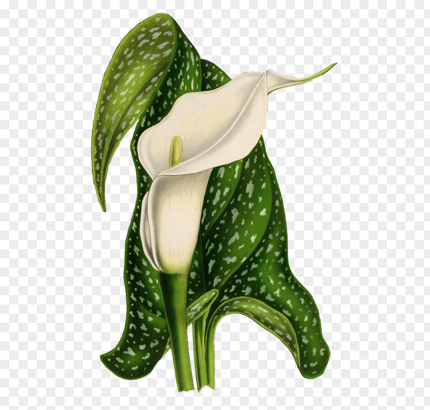 Arum-lily Drawing Art Sketch PNG