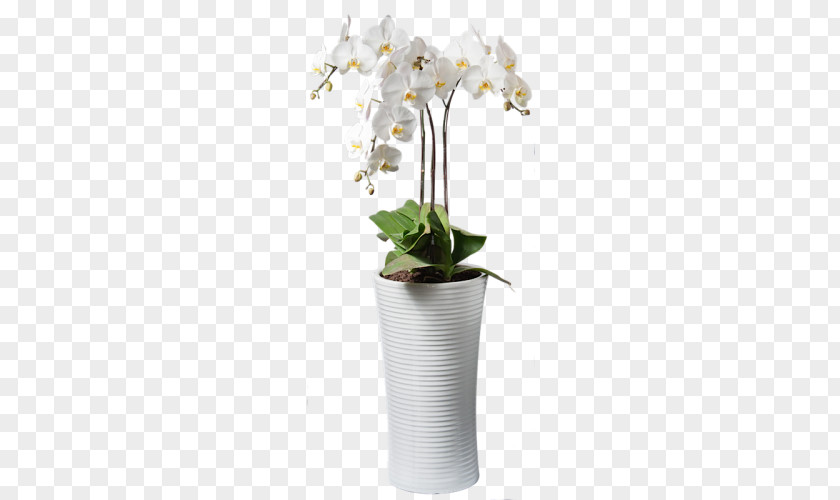 Ceramic Moth Orchids Cut Flowers Plant Dendrobium PNG