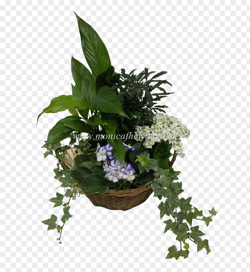 Flowerpot Leaf Houseplant Herb PNG