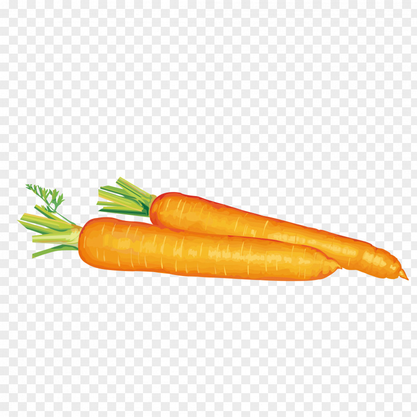 Fresh Carrot Free Content Clip Art PNG