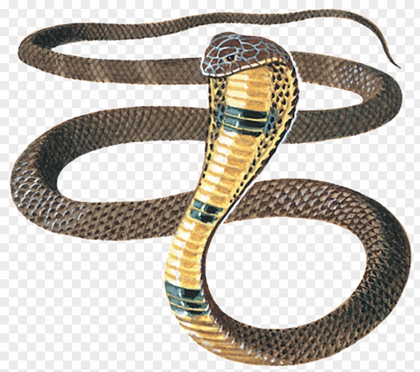 Layoff Design Element Snakes Reptile King Cobra Venomous Snake PNG