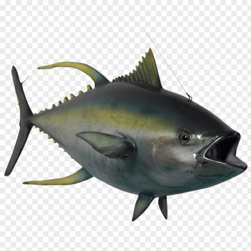 Shark Thunnus Yellowfin Tuna Oily Fish Marine Biology PNG
