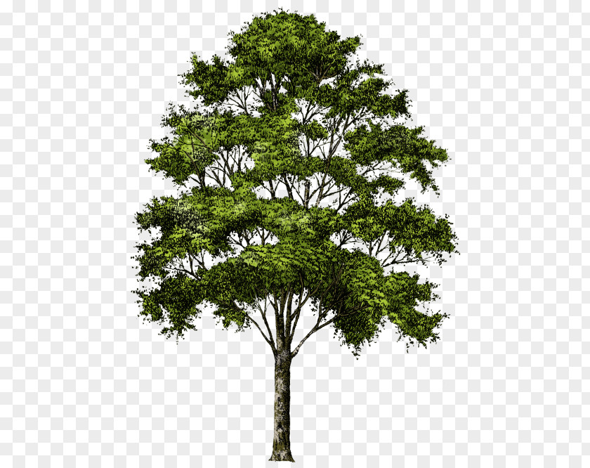Tree Desktop Wallpaper Clip Art PNG