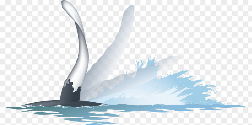 Whale Watching Desktop Wallpaper Water Energy Computer PNG