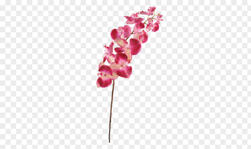 Flower Moth Orchids Plant Stem Cut Flowers PNG