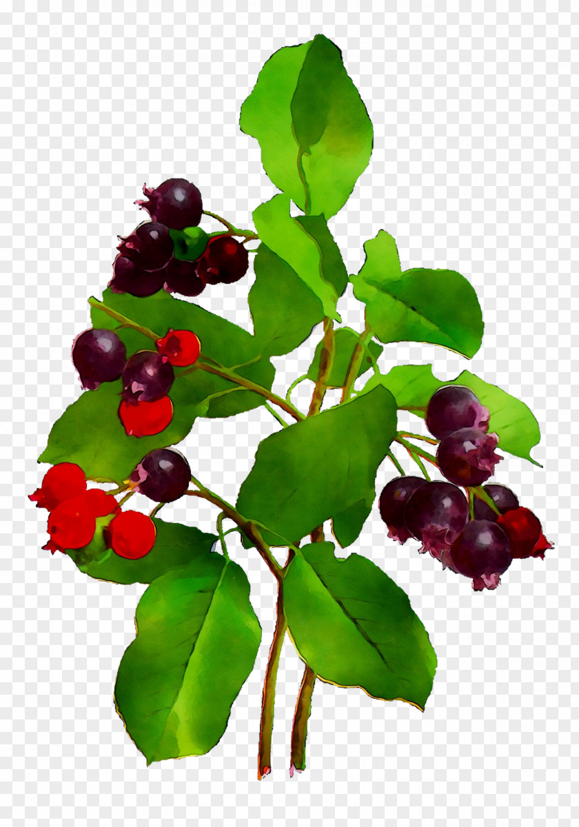 Lingonberry Bilberry Huckleberry Chokeberry Five-flavor Berry PNG