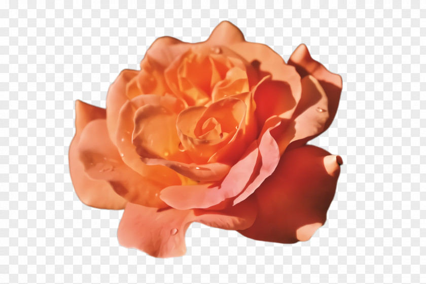 Peach Plant Garden Roses PNG