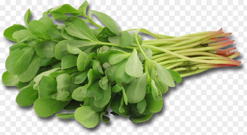 Salade Mesclun Common Purslane Leaf Vegetable Herb PNG