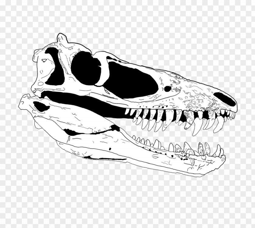 Skull Tyrannosaurus Paleoart Reptile PNG