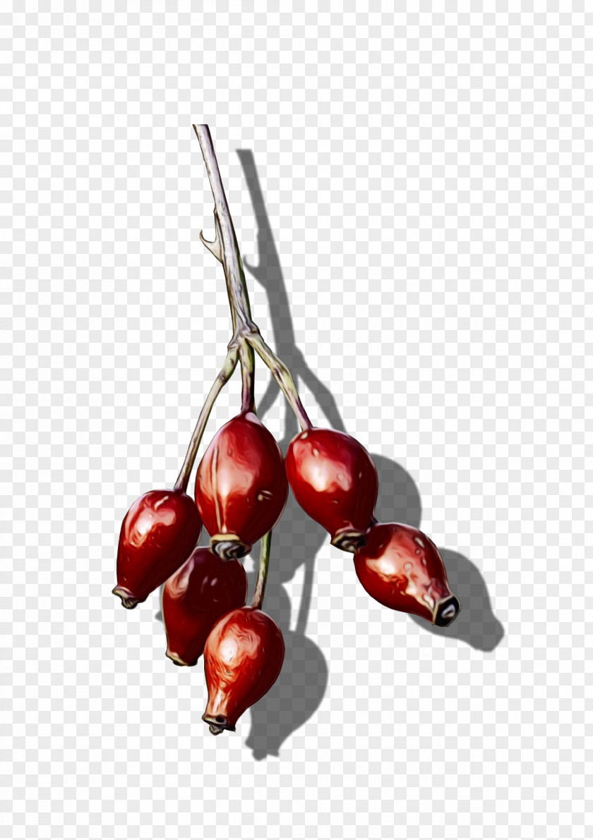 Lingonberry Flower Fruit Cherry Plant Red Food PNG