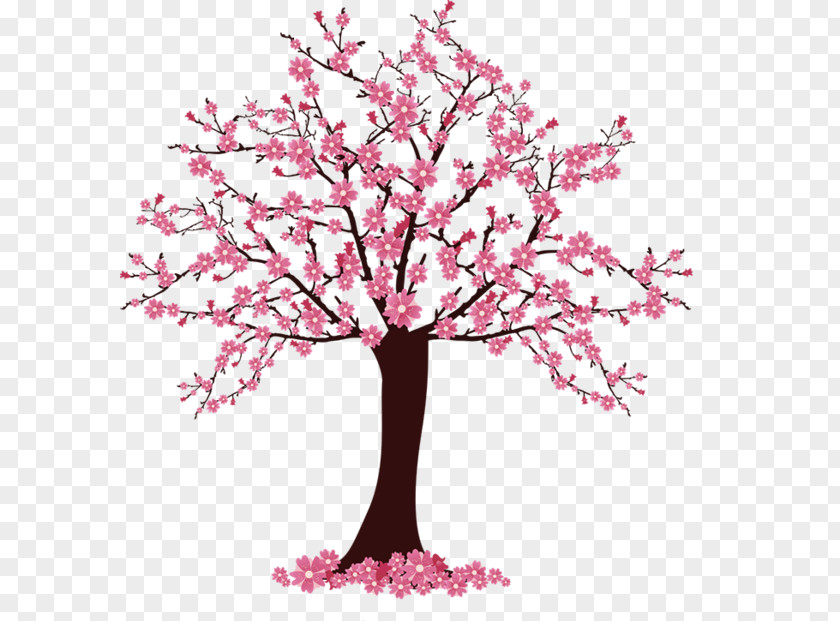 Sakura Tree Cherry Blossom Clip Art PNG