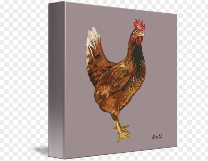 Chicken Watercolor Rooster As Food Beak PNG