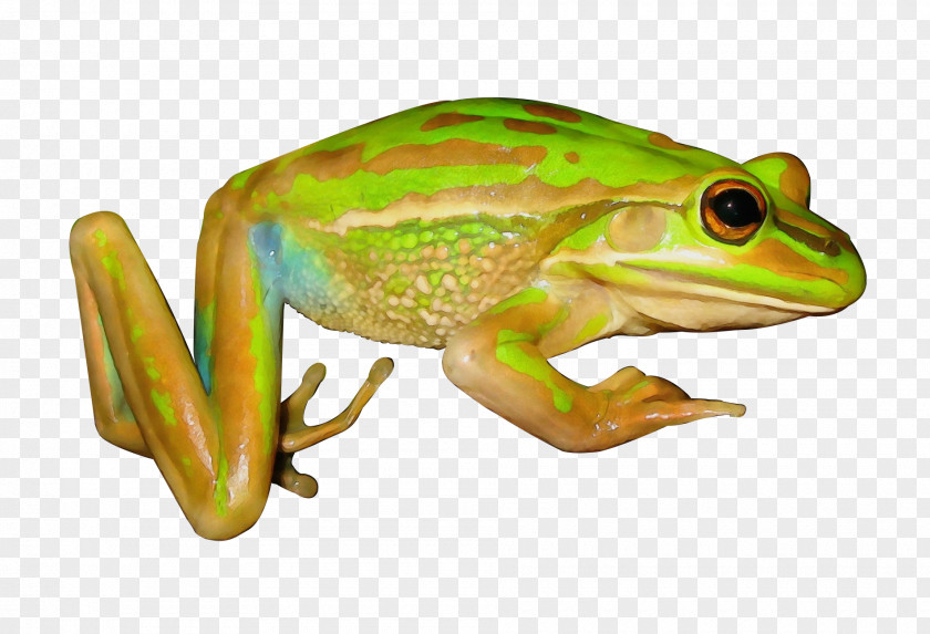 American Bullfrog True Frog Tree Reptile PNG