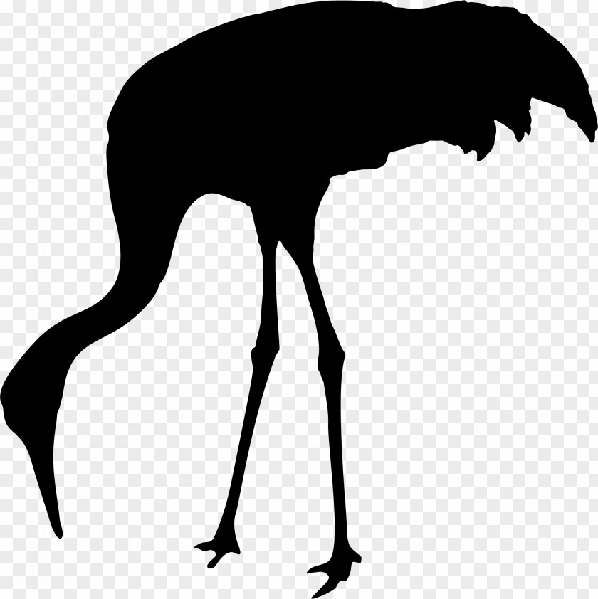 Animal Silhouettes Sandhill Crane Bird Silhouette Clip Art PNG