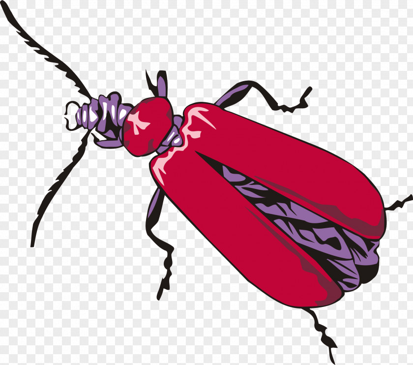 Beetle How To Draw Insects Drawing Clip Art PNG