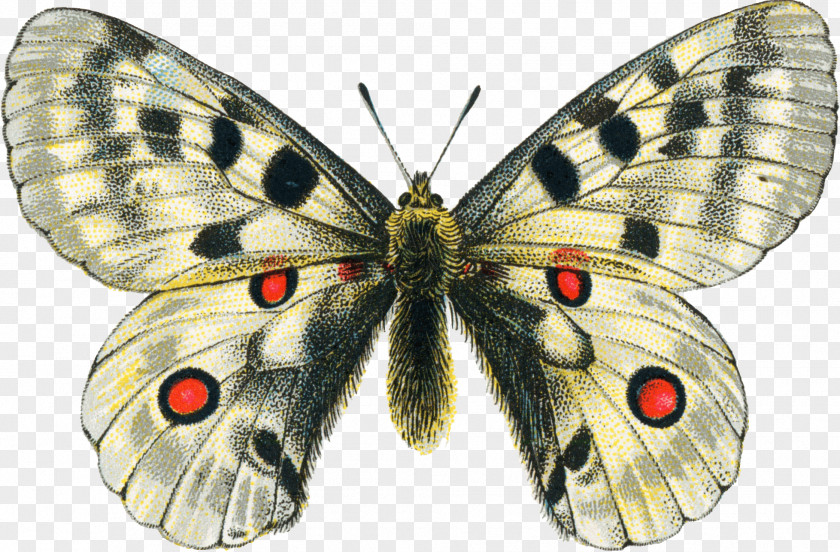 Butterfly Printing Clip Art PNG