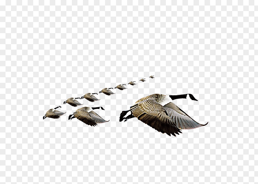Dayan Swan Goose Bird Domestic PNG