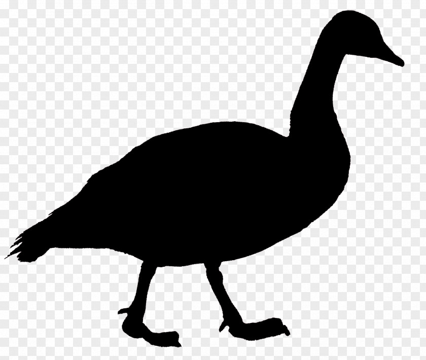 Goose Canada Duck Bird PNG