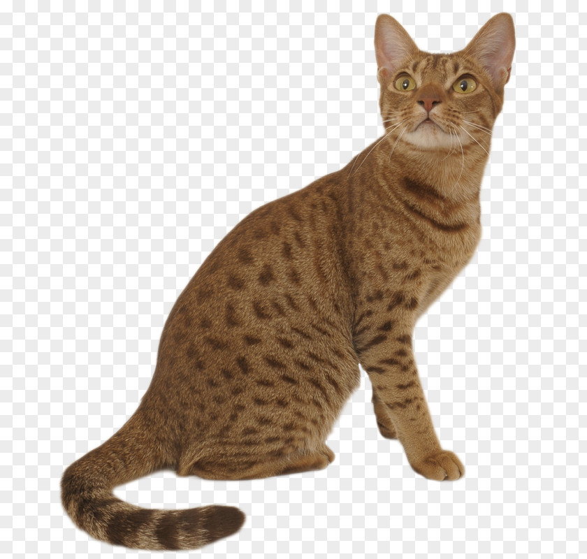 Kitten Ocicat Exotic Shorthair Savannah Cat Siberian Toyger PNG