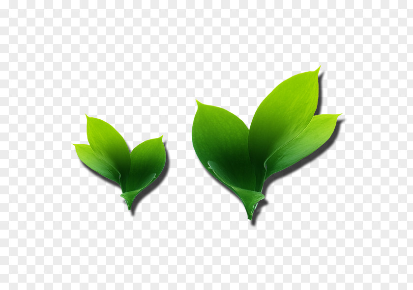 Leaf Petal PNG