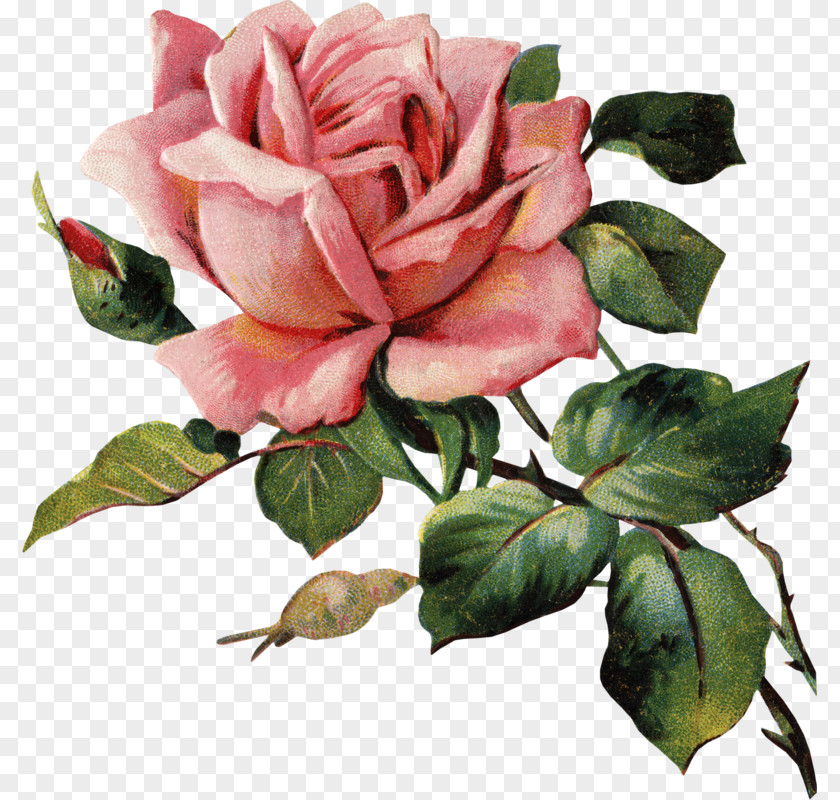Painting Garden Roses China Rose Watercolor Image PNG