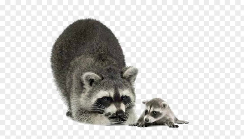 Raccoon Clip Art PNG