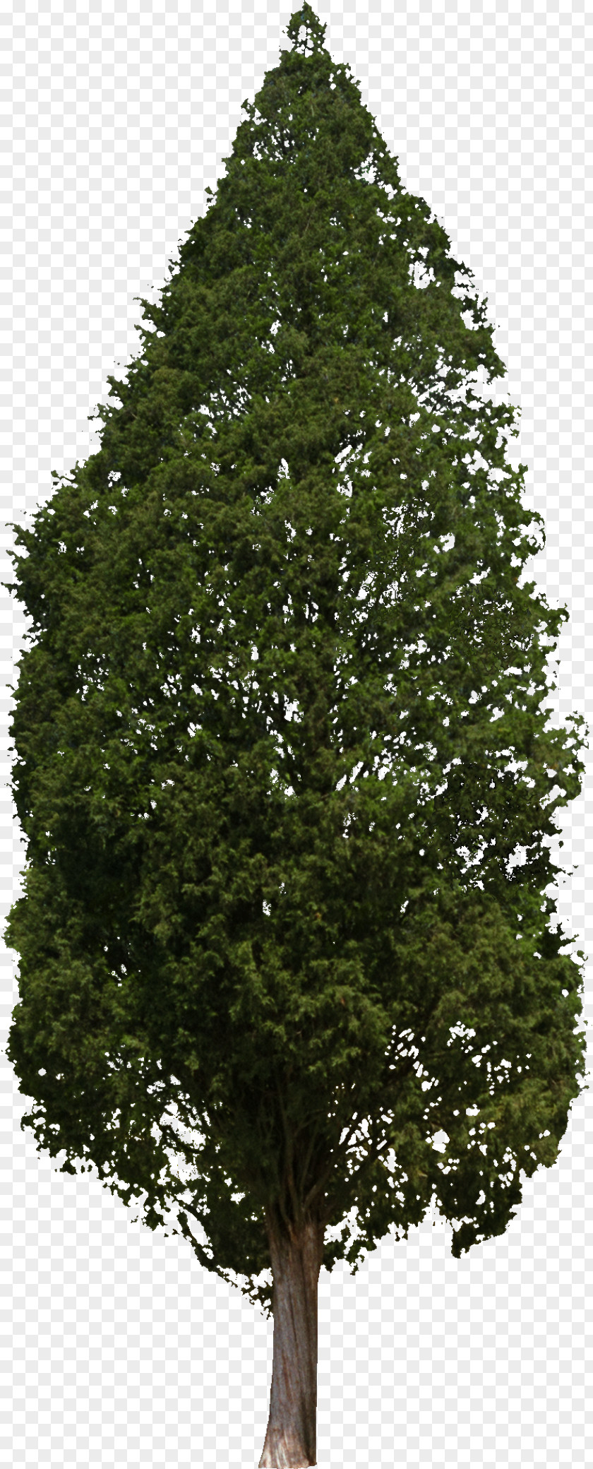 Bushes Tree Woody Plant Conifers Hinoki Cypress PNG