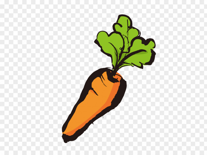 Carrot Black And White Clipart Food Vegetable Winter Clip Art 冷え性 PNG