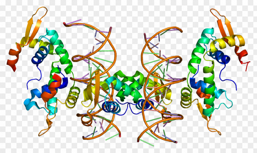 FOXP2 Gene-centered View Of Evolution FOX Proteins PNG
