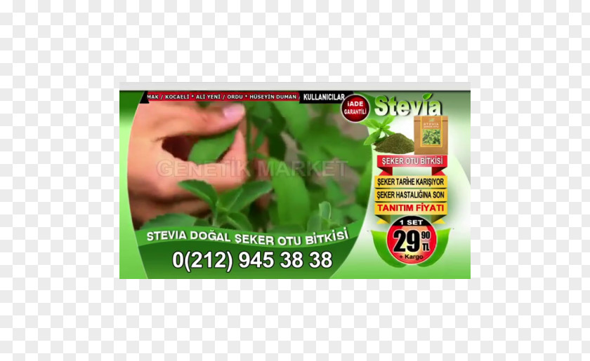 Plant Candyleaf Stevia Sugar Health PNG