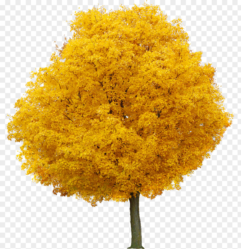 Yellow Apricot Flower Food Coloring Maple PNG