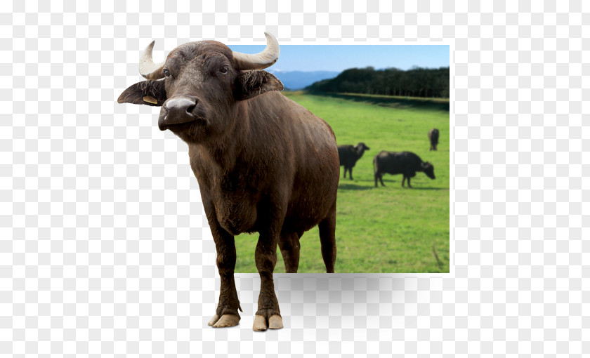 Buffalo Cattle Water Ox Bison Animal PNG