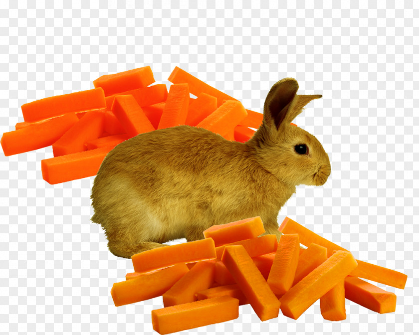 Bunny And Radish Strips Domestic Rabbit Carrot Orange European PNG