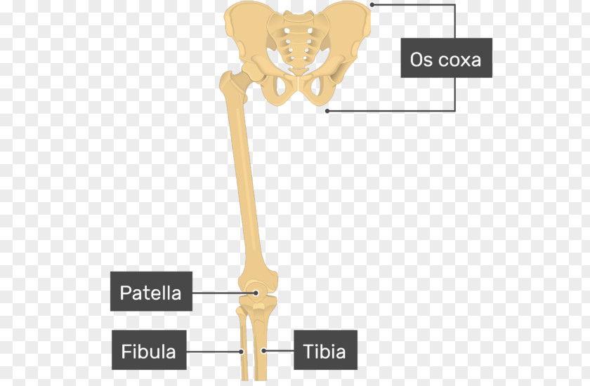 Femur Joint Patella Bone Tibia PNG