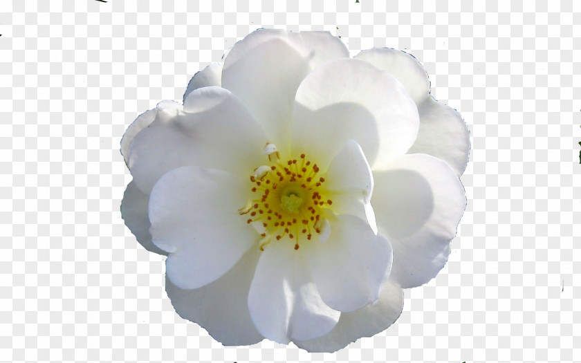 Mercedez Rose Flower PNG