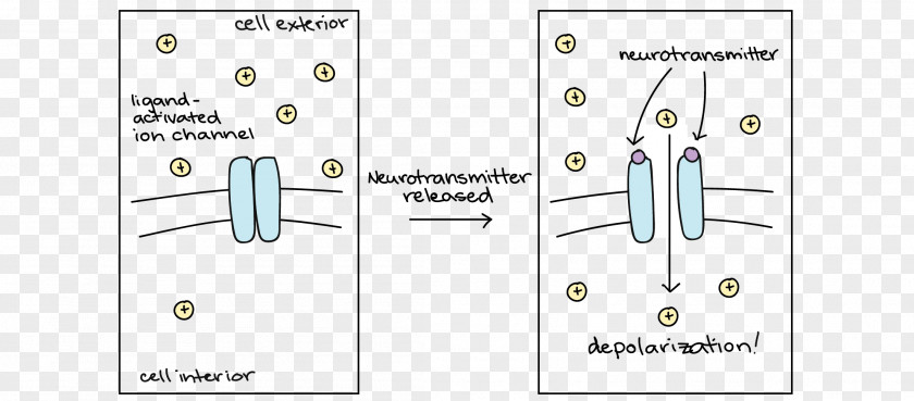 Neurotransmitter Receptor Diagram Excitatory Synapse Hyperpolarization PNG
