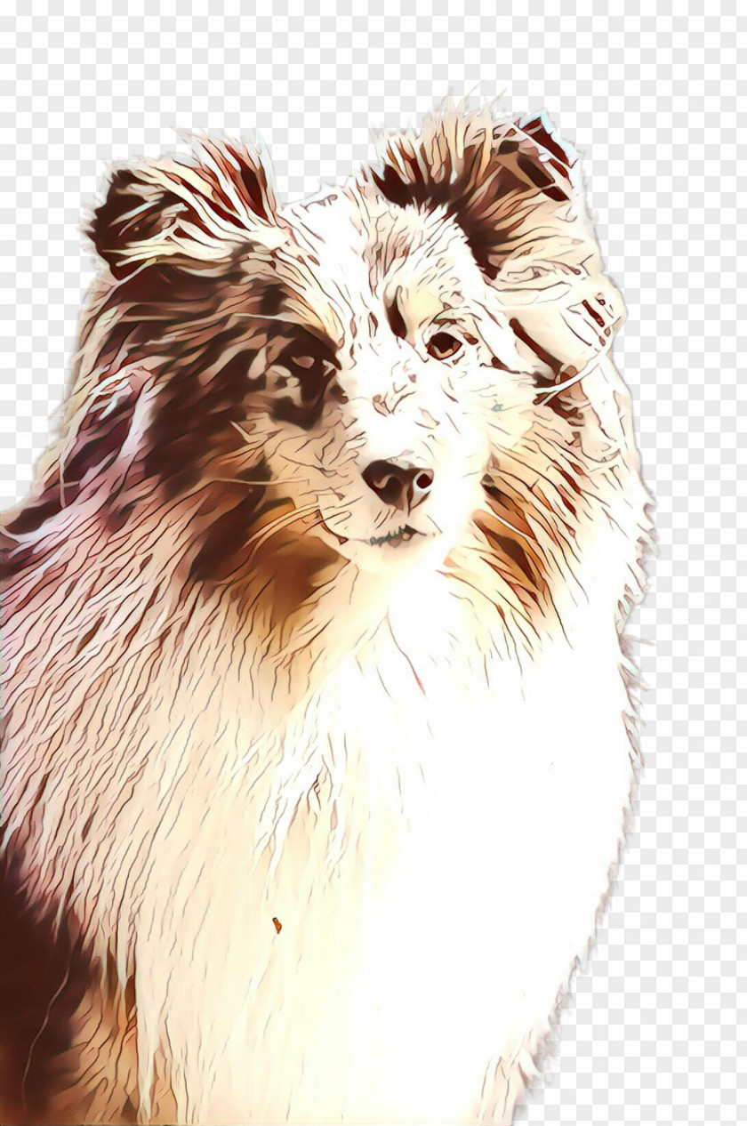 Scotch Collie Drawing Border PNG