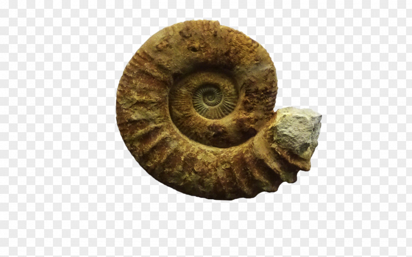 Snail Sea Close-up Fossil Group PNG