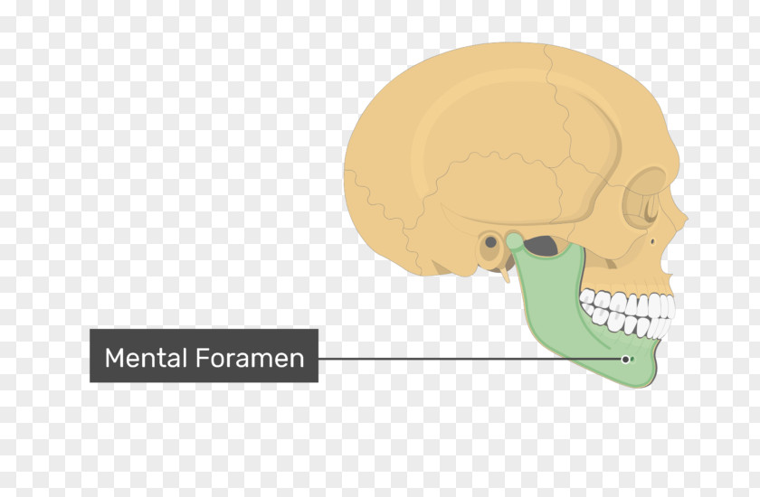 Skull Mental Foramen Coronoid Process Of The Mandible PNG