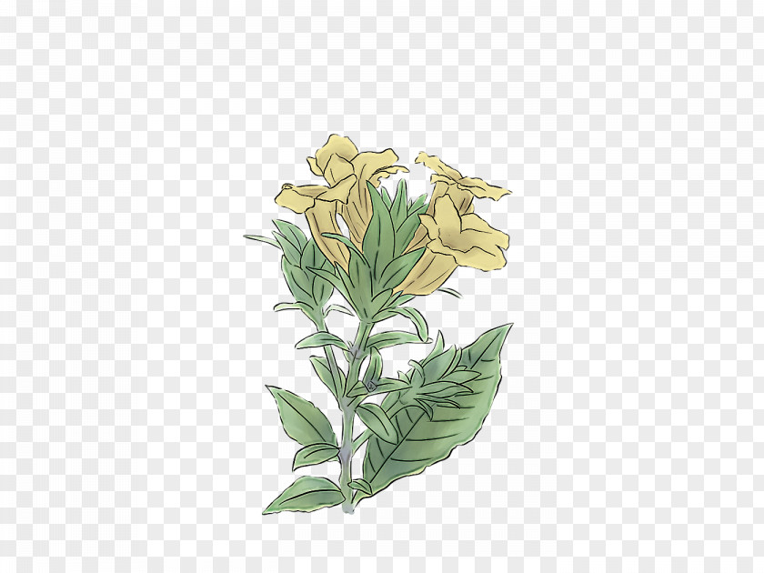 Flower Plant Leaf Gentiana PNG