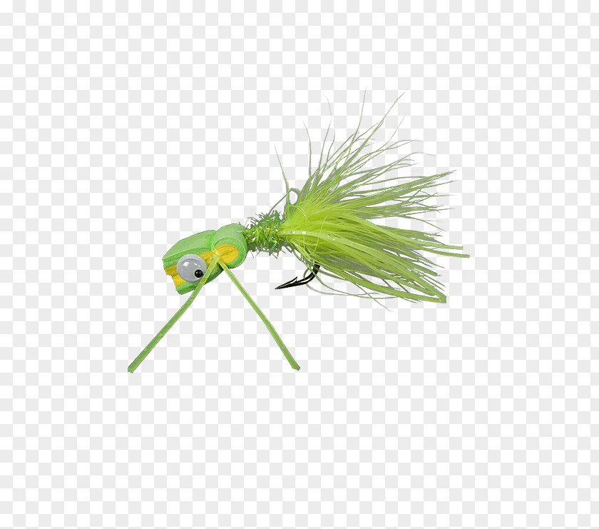 Fly Yellow Chartreuse Black Scientist PNG