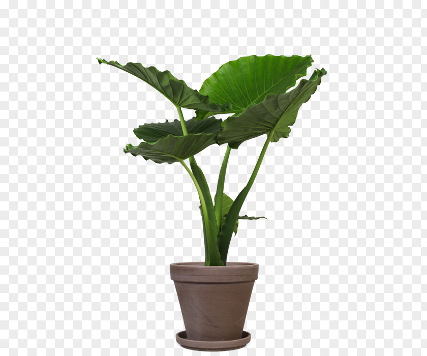 Alocasia Houseplant Flowerpot Leaf Rubber Fig PNG