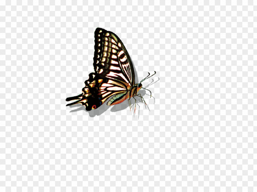 Butterfly BlackBerry DTEK50 Monarch Photographic Film Insect PNG