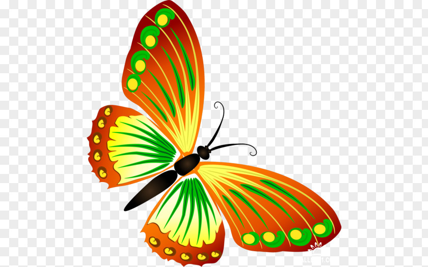 Butterfly Clip Art Butterflies & Insects PNG