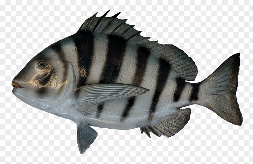 Fish As Food PNG