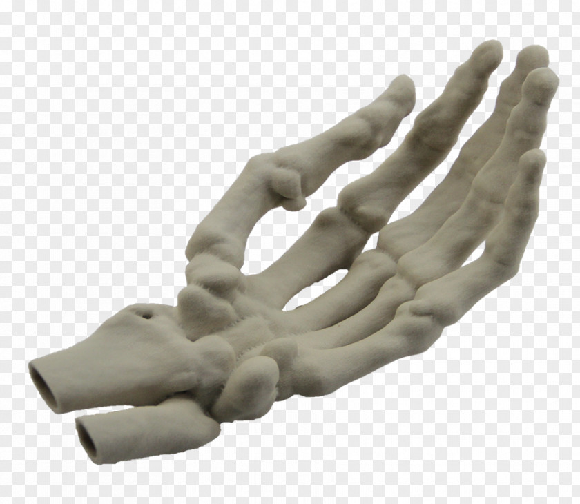 Hand Model Finger Human Skeleton PNG