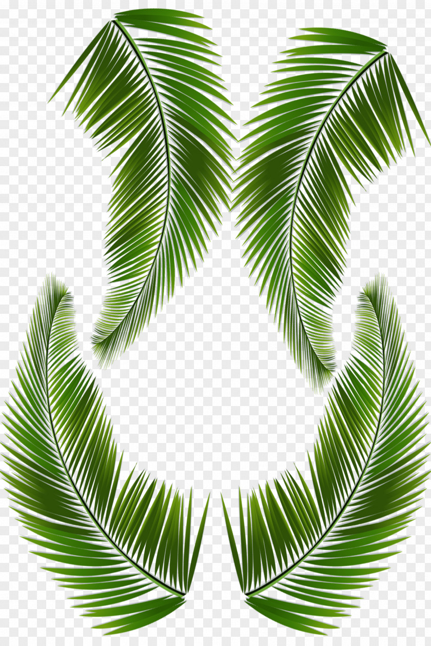 Palm Leaves Coconut PNG leaves coconut clipart PNG