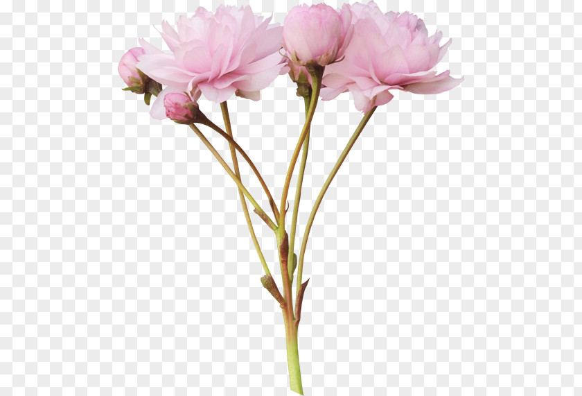 Pink Flowers Peony Clip Art PNG