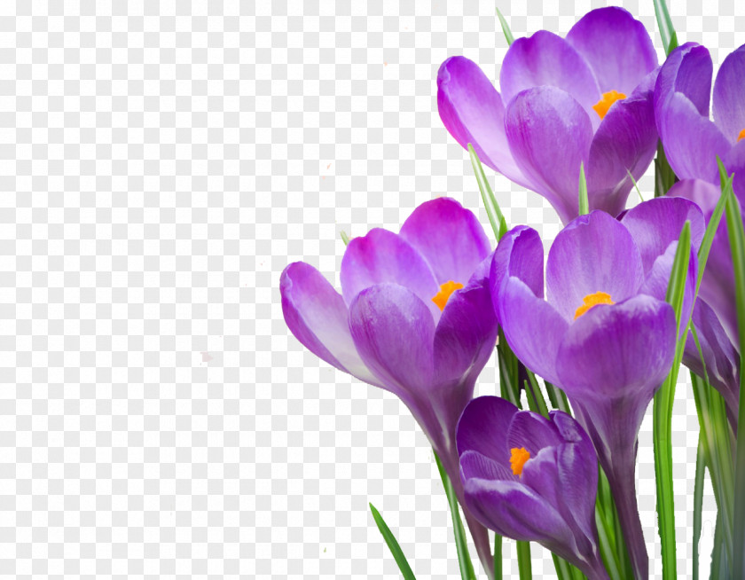 Crocus Desktop Wallpaper Stock Photography Tommasinianus Flower Vernus PNG
