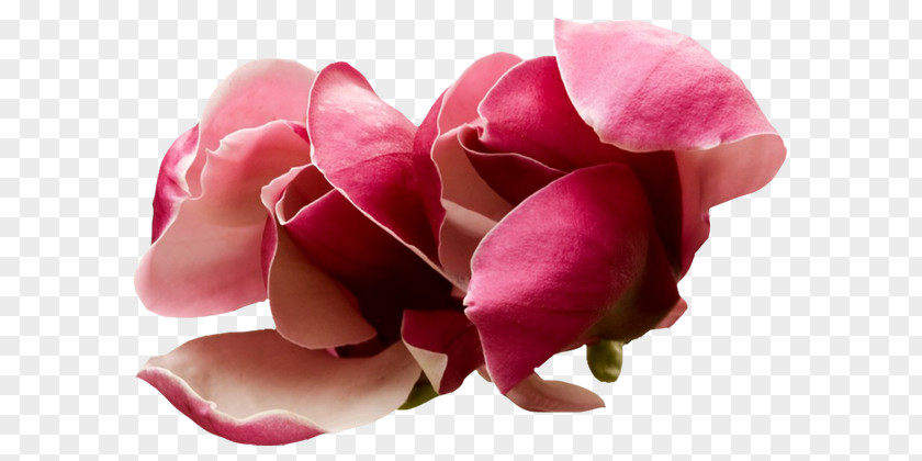 Flower Desktop Wallpaper Rose PNG